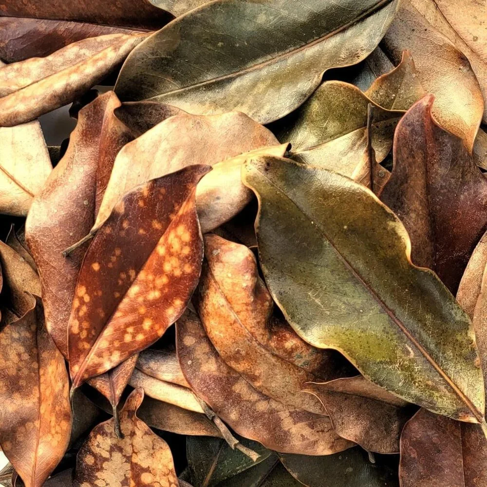 Magnolia Leaf Litter, 30-35 Premium Bioactive Enclosures, Reptiles, Amphibians